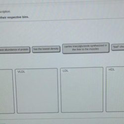 Match the lipoprotein with its description