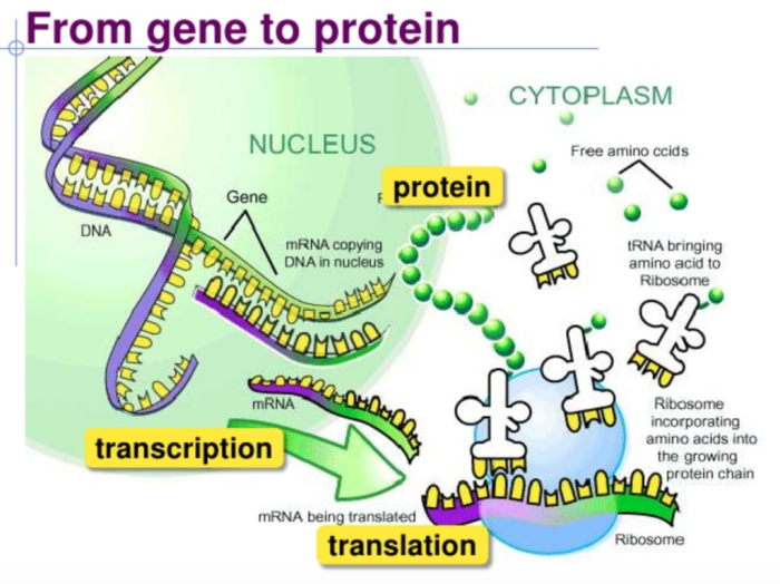 Honors biology final exam pdf