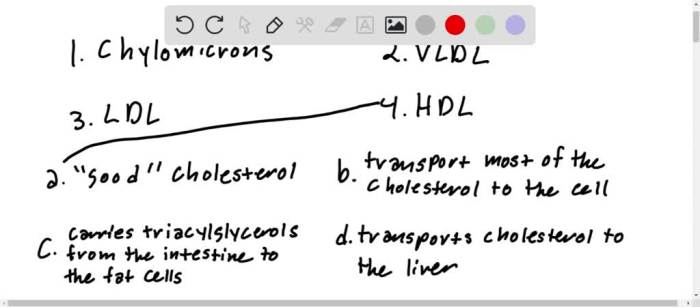 Match the lipoprotein with its description