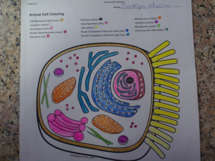 Biologycorner.com animal cell coloring answer key