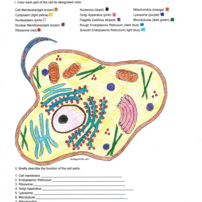 Biologycorner.com animal cell coloring answer key