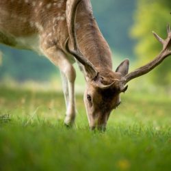 Fallow dmitri gomon 500px mammals