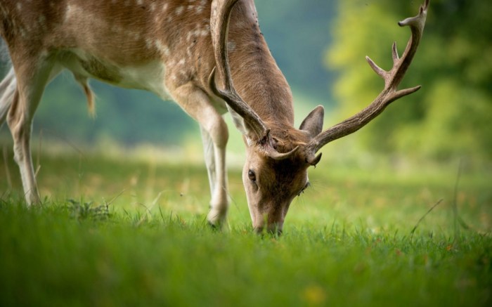 Fallow dmitri gomon 500px mammals